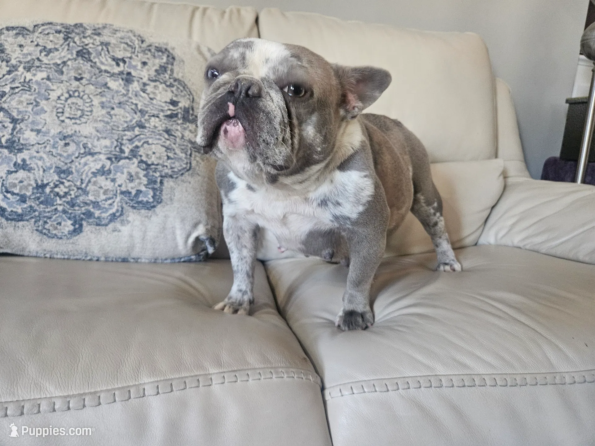 Blue Eyes Maybaline, a female French Bulldog for sale in Wright City, MO – Photo 2 of 6