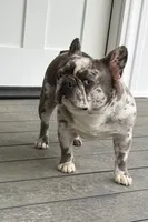 Blue Eyes Maybaline, a female French Bulldog for sale in Wright City, MO – Photo 5 of 6