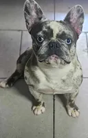 Blue Eyes Maybaline, a female French Bulldog for sale in Wright City, MO – Photo 1 of 6