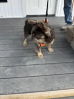 Excalibur , a male French Bulldog for sale in Wright City, MO – Photo 4 of 10