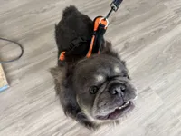 Excalibur , a male French Bulldog for sale in Wright City, MO – Photo 3 of 10