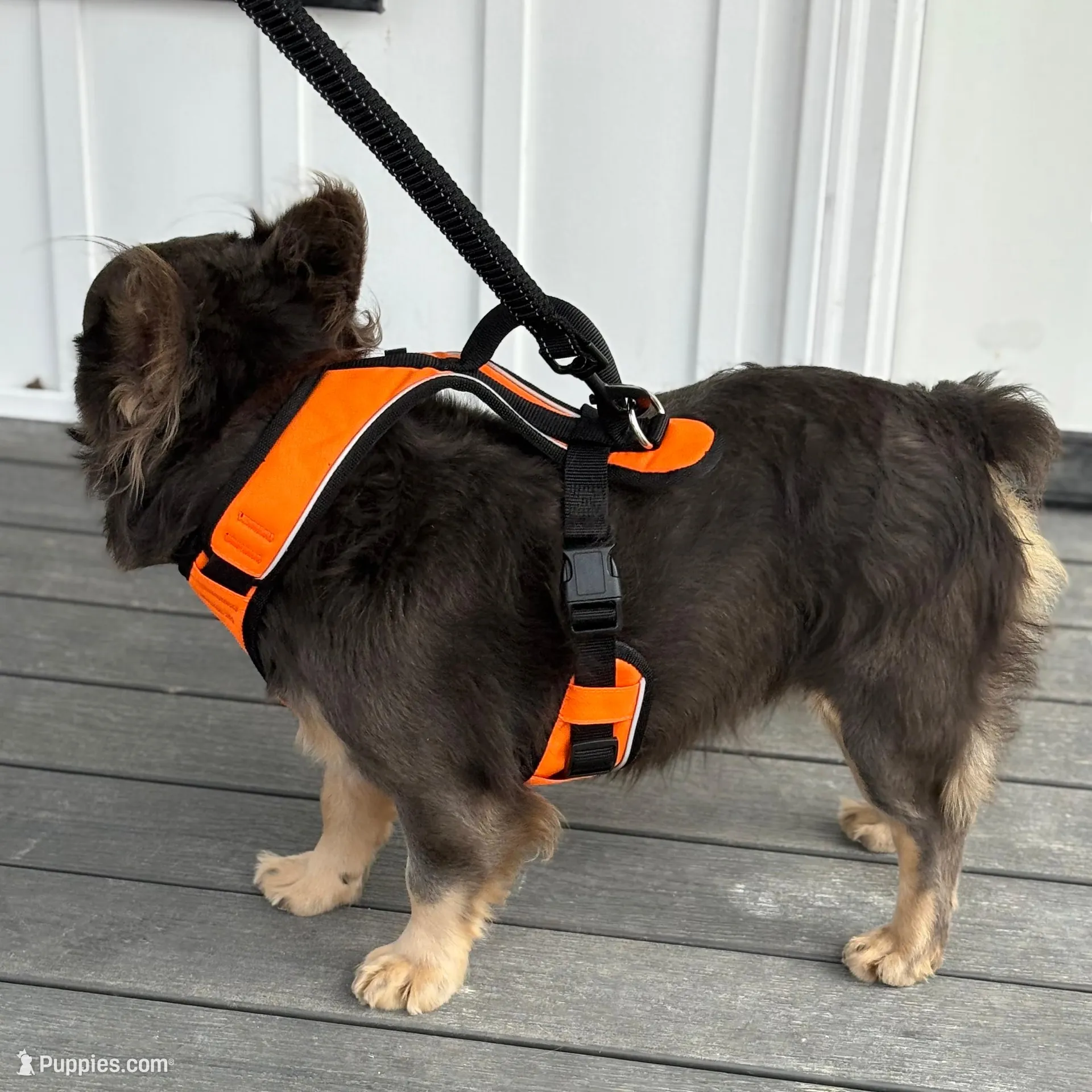 Excalibur , a male French Bulldog for sale in Wright City, MO – Photo 2 of 10