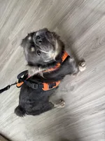 Excalibur , a male French Bulldog for sale in Wright City, MO – Photo 8 of 10