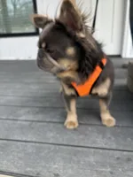 Excalibur , a male French Bulldog for sale in Wright City, MO – Photo 7 of 10