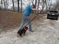 Excalibur , a male French Bulldog for sale in Wright City, MO – Photo 10 of 10