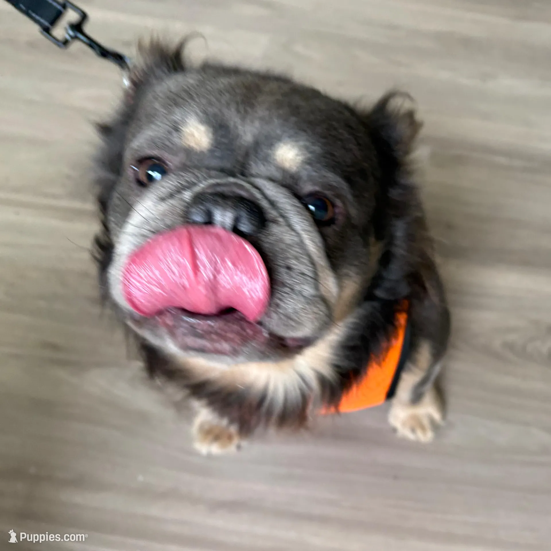 Excalibur  – French Bulldog puppy for sale in Wright City, MO