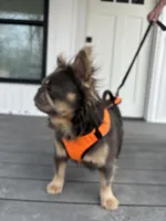 Excalibur , a male French Bulldog for sale in Wright City, MO – Photo 5 of 10