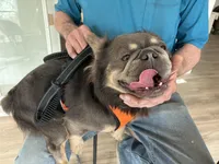 Excalibur , a male French Bulldog for sale in Wright City, MO – Photo 9 of 10