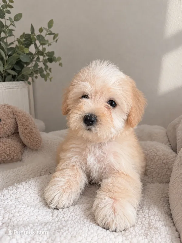 Dunkin – Cockapoo, Poodle - Toy  puppy for sale in Buckeye, AZ