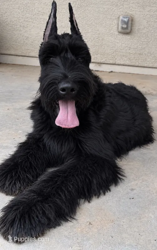 Joan Jett the Giant – Giant Schnauzer puppy for sale in Buckeye, AZ