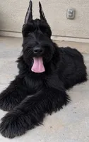 Joan Jett the Giant, a female Giant Schnauzer for sale in Buckeye, AZ – 1 of 1