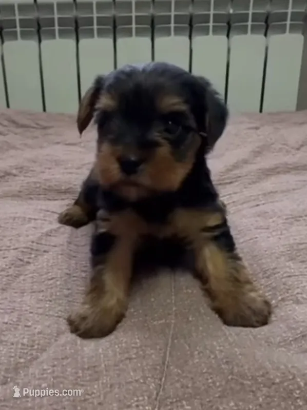 ToyFemale  – Yorkipoo puppy for sale in Buckeye, AZ