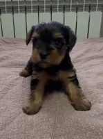 ToyFemale , a female Yorkipoo for sale in Buckeye, AZ – 1 of 1