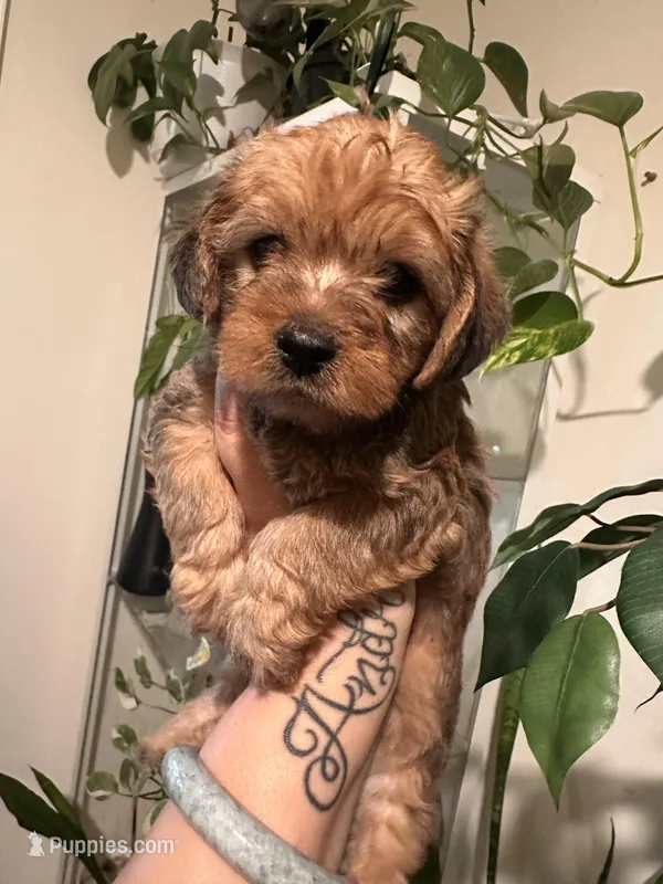 Male 2 – Maltese, Poodle - Toy  puppy for sale in Phoenix, AZ