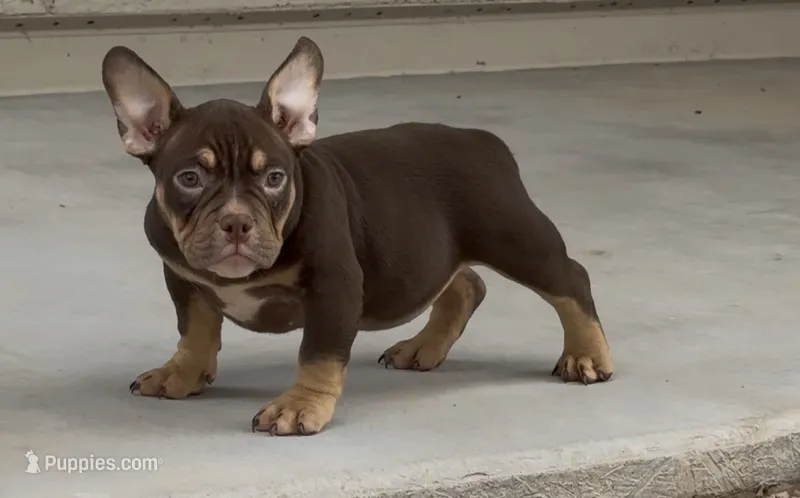 Female #2 – American Bully puppy for sale in Buckeye, AZ
