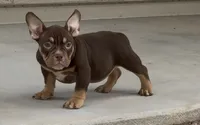 Female #2, a female American Bully for sale in Buckeye, AZ – 1 of 1