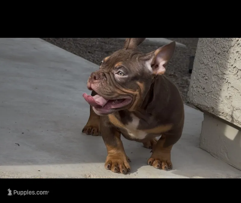 female – American Bully puppy for sale in Buckeye, AZ