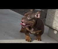 female, a female American Bully for sale in Buckeye, AZ – 1 of 1