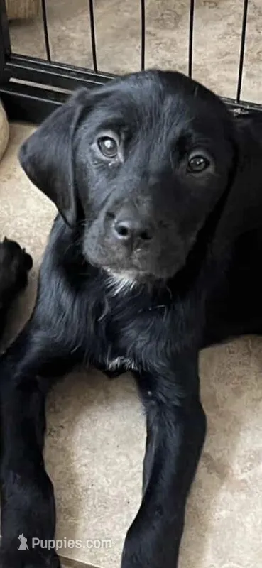 Female- FR33 – Labrador Retriever puppy for sale in Moreno Valley, CA