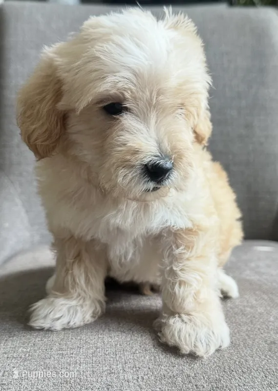 Males – Yorkshire Terrier, Morkie puppy for sale in Buckeye, AZ