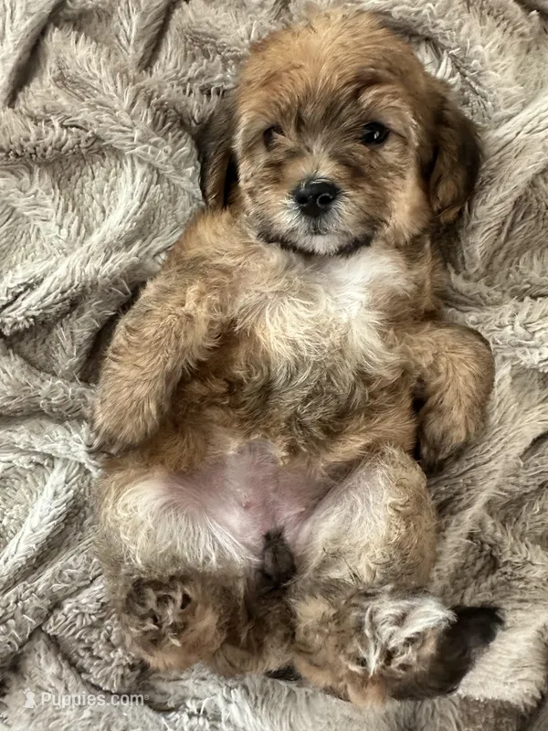 Female 1 – Maltese, Poodle - Toy  puppy for sale in Phoenix, AZ