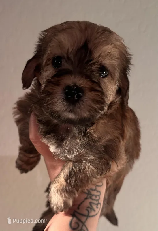 Female 1 – Maltese, Poodle - Toy  puppy for sale in Phoenix, AZ