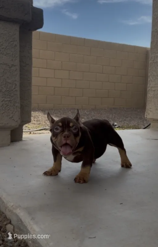 Female – English Bulldog, American Bully puppy for sale in Buckeye, AZ