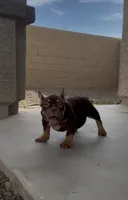 Female, a female English Bulldog and American Bully for sale in Buckeye, AZ – 1 of 1