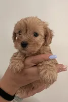 Male, a male Yorkipoo for sale in Buckeye, AZ – 2 of 2