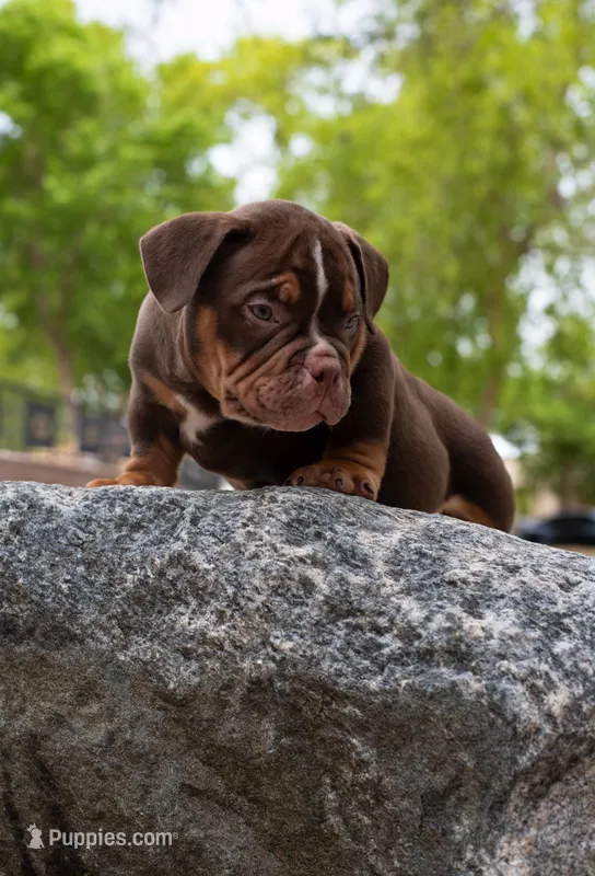 Male #2 – American Bully puppy for sale in Riverside, CA