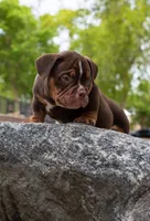 Male #2, a male American Bully for sale in Buckeye, AZ – 2 of 3