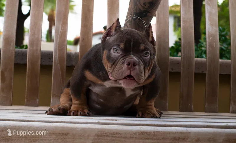 Male 1 – American Bully puppy for sale in Riverside, CA
