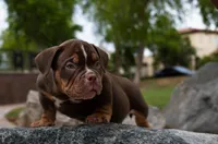 Male #2, a male American Bully for sale in Buckeye, AZ – 3 of 3