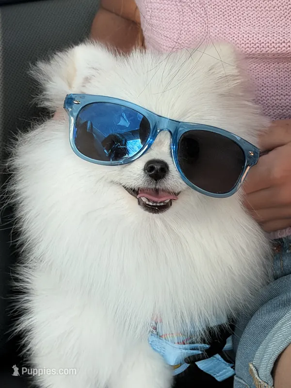 Yumi – Pomeranian puppy for sale in Buckeye, AZ
