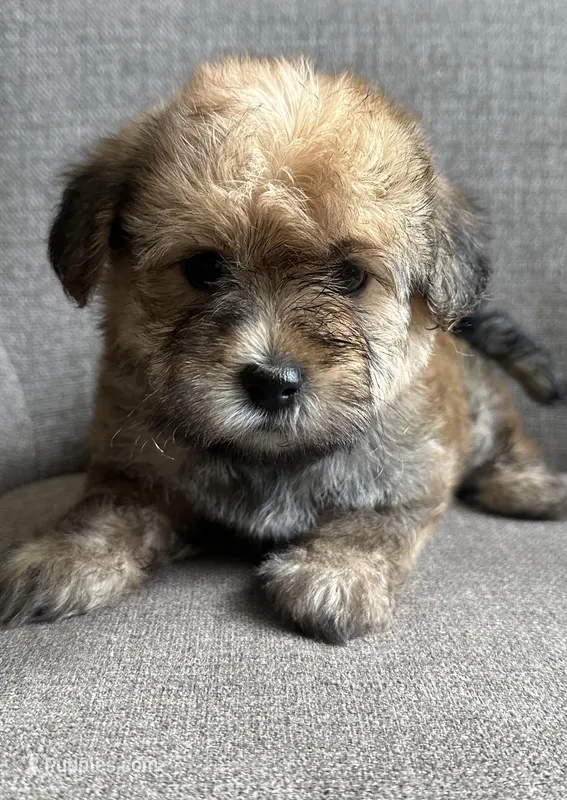 Male 1 – Maltese, Poodle - Toy  puppy for sale in Phoenix, AZ