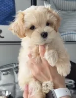 Male, a male Yorkipoo for sale in Buckeye, AZ – 1 of 1