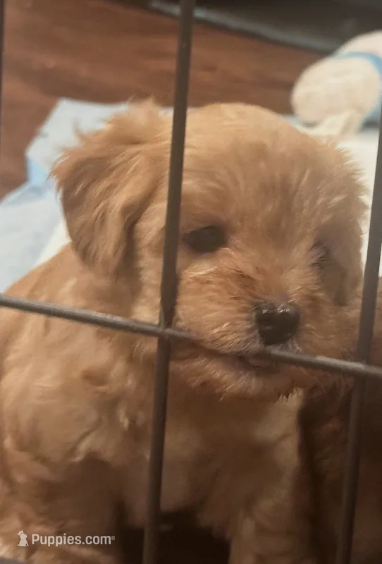 Male – Yorkipoo puppy for sale in Buckeye, AZ