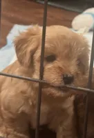 Male, a male Yorkipoo for sale in Buckeye, AZ – 1 of 2