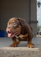 Male - 5 months , a male English Bulldog and American Bully for sale in Buckeye, AZ – 2 of 2