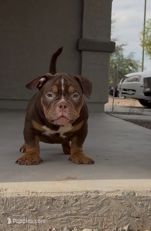 Male - 5 months  – English Bulldog, American Bully puppy for sale in Buckeye, AZ
