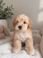 Crumbl, a male Cockapoo and Poodle - Toy  for sale in Buckeye, AZ – 1 of 1