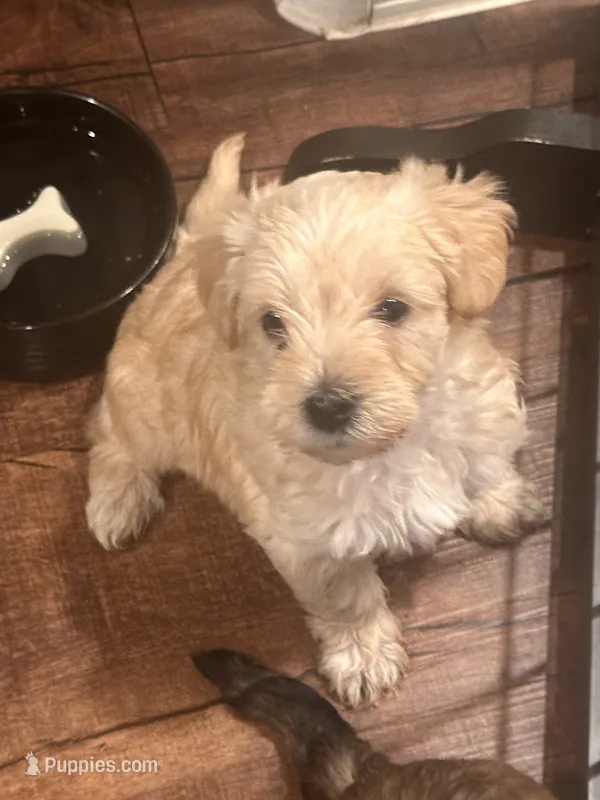 Toy Size Male – Maltese, Yorkshire Terrier puppy for sale in Buckeye, AZ