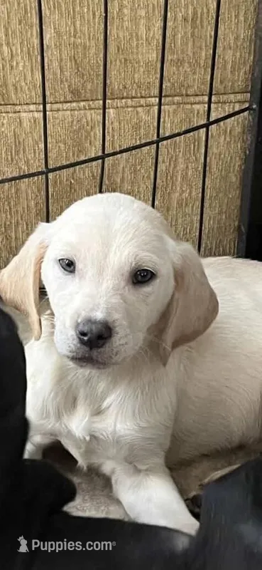 Female 1 - FR3E – Labrador Retriever puppy for sale in Moreno Valley, CA