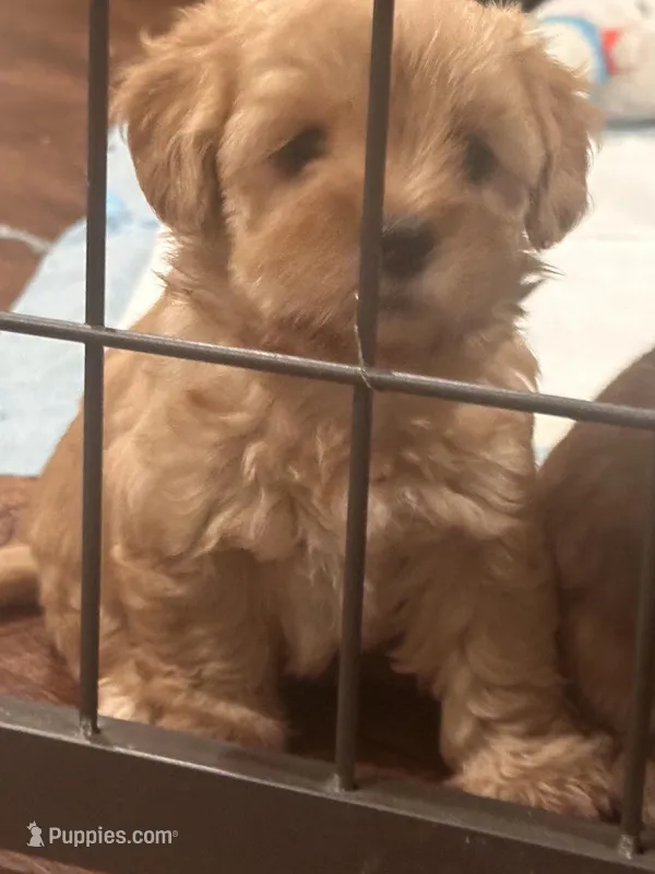 Female 2 – Maltese, Poodle - Toy  puppy for sale in Phoenix, AZ