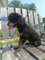 Regaliz, a male Poodle - Toy  for sale in Fulton, MO – 6 of 6