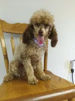 Tira, a female Poodle - Toy  for sale in Fulton, MO – 3 of 7