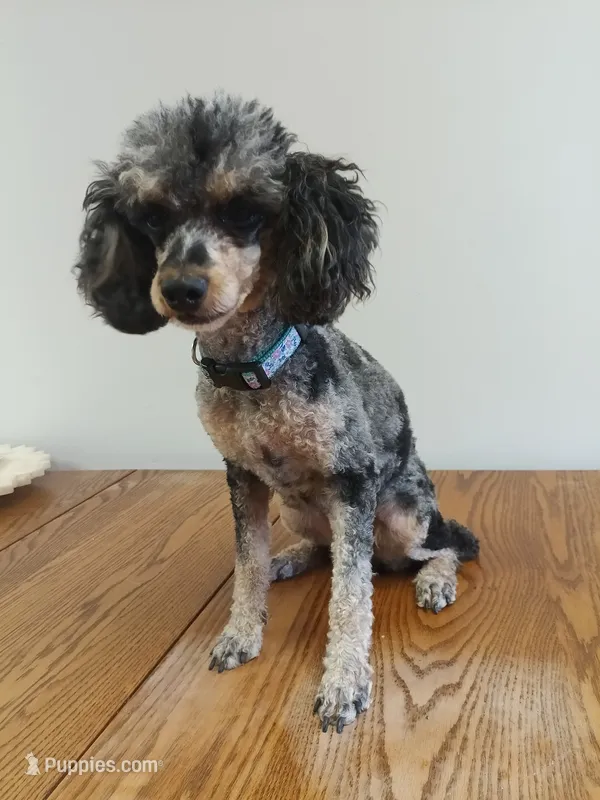 Carly – Poodle - Toy  puppy for sale in Fulton, MO