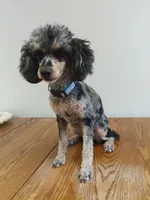 Carly, a female Poodle - Toy  for sale in Fulton, MO – 1 of 6