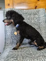 Regaliz, a male Poodle - Toy  for sale in Fulton, MO – 3 of 6