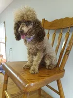 Tira, a female Poodle - Toy  for sale in Fulton, MO – 6 of 7